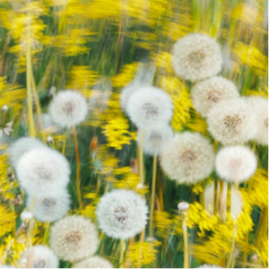 小马拉大车视频3D
